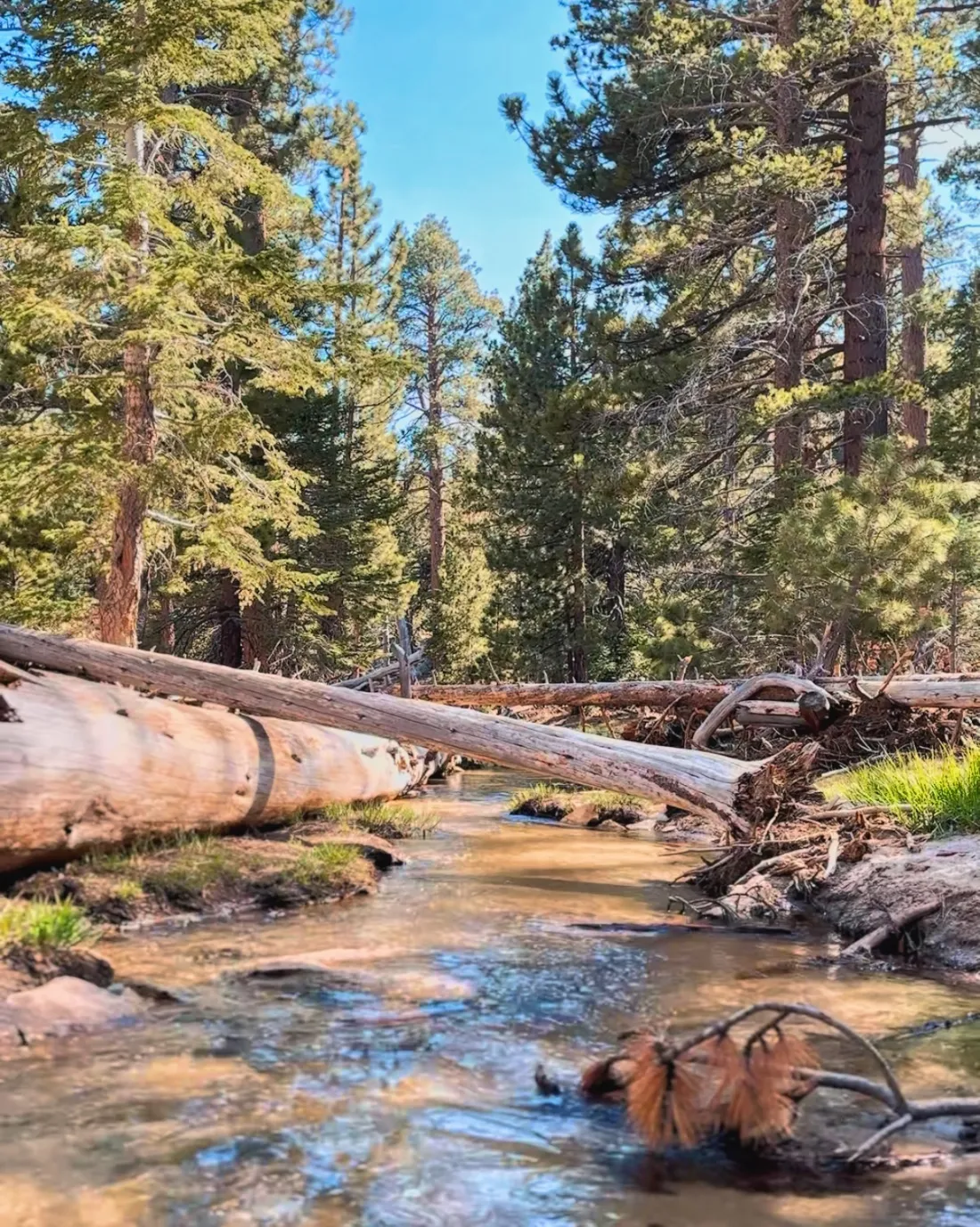 Tranquil nature at Mount San Jacinto State Park Palm Springs © Coupleofmen.com