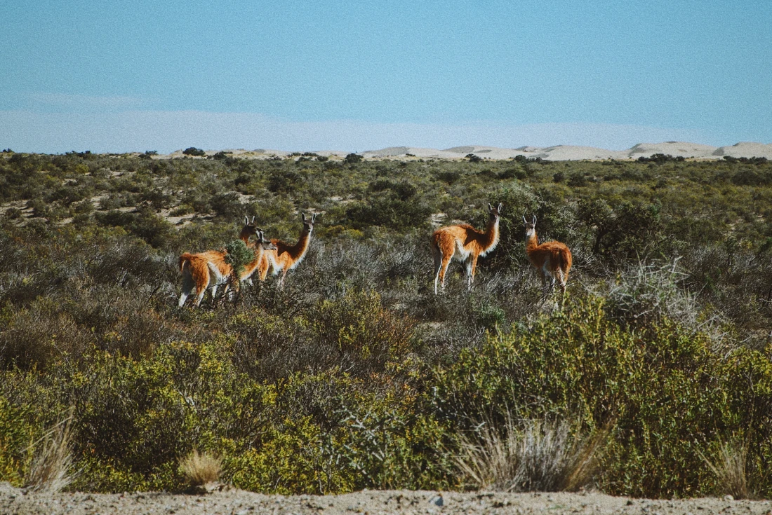 A group of Guanacos passing by at Peninsula Valdés © Coupleofmen.com