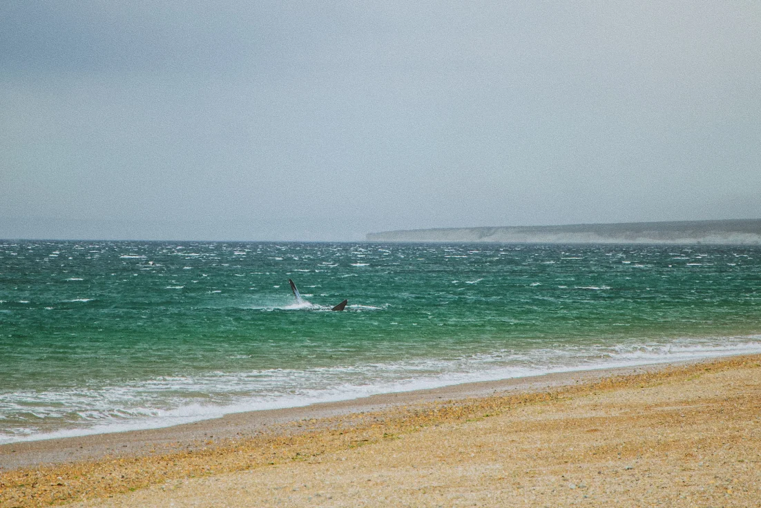 Changing weather and still happily playing whales by the beach