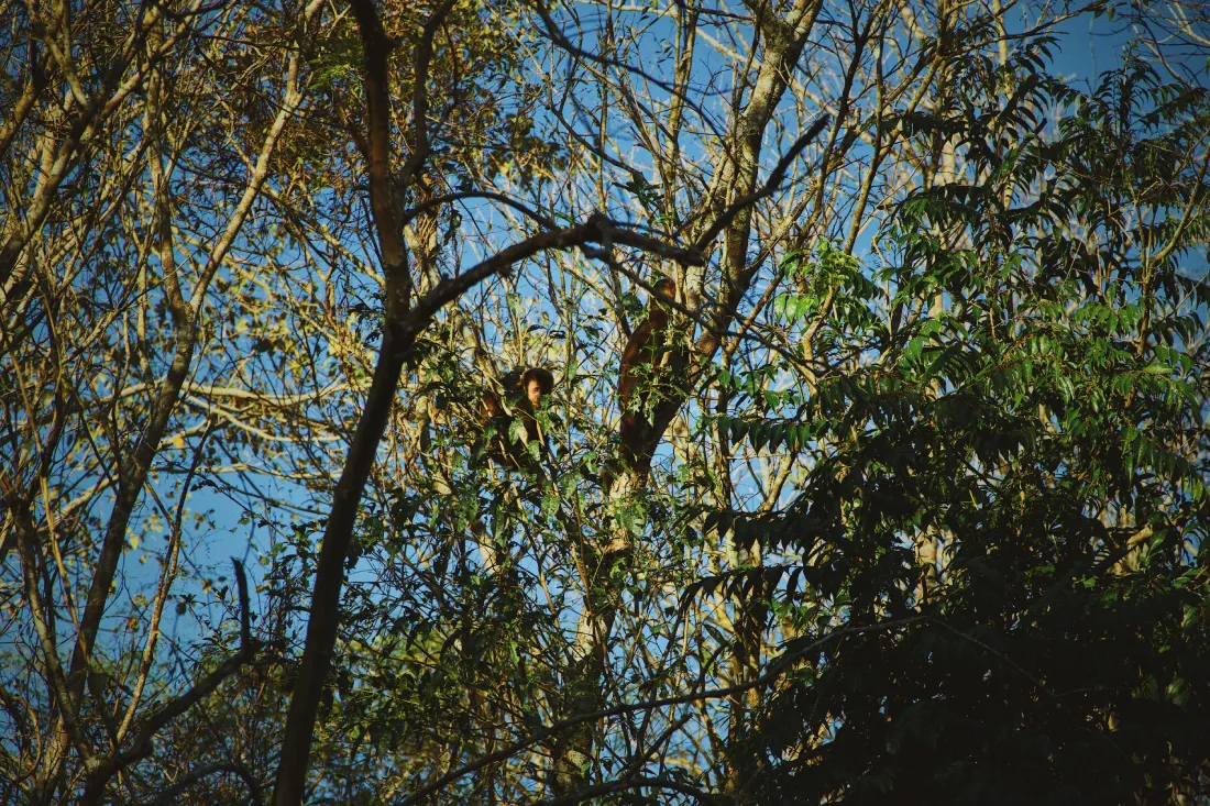 Spotting monkeys at Iguazu National Park in Argetina © Coupleofmen.com
