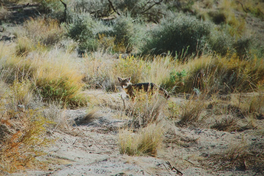 We spotted a Patagonian Grey Fox (Pseudalopex griseus) © Coupleofmen.com