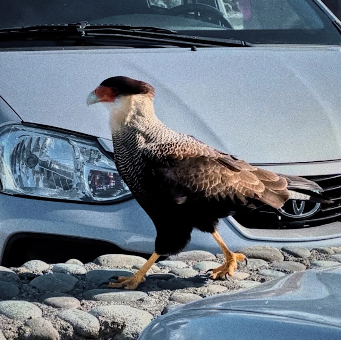 Meet and greet with a Southern Crested Caracara, one of Patagonia’s iconic raptors © Coupleofmen.com