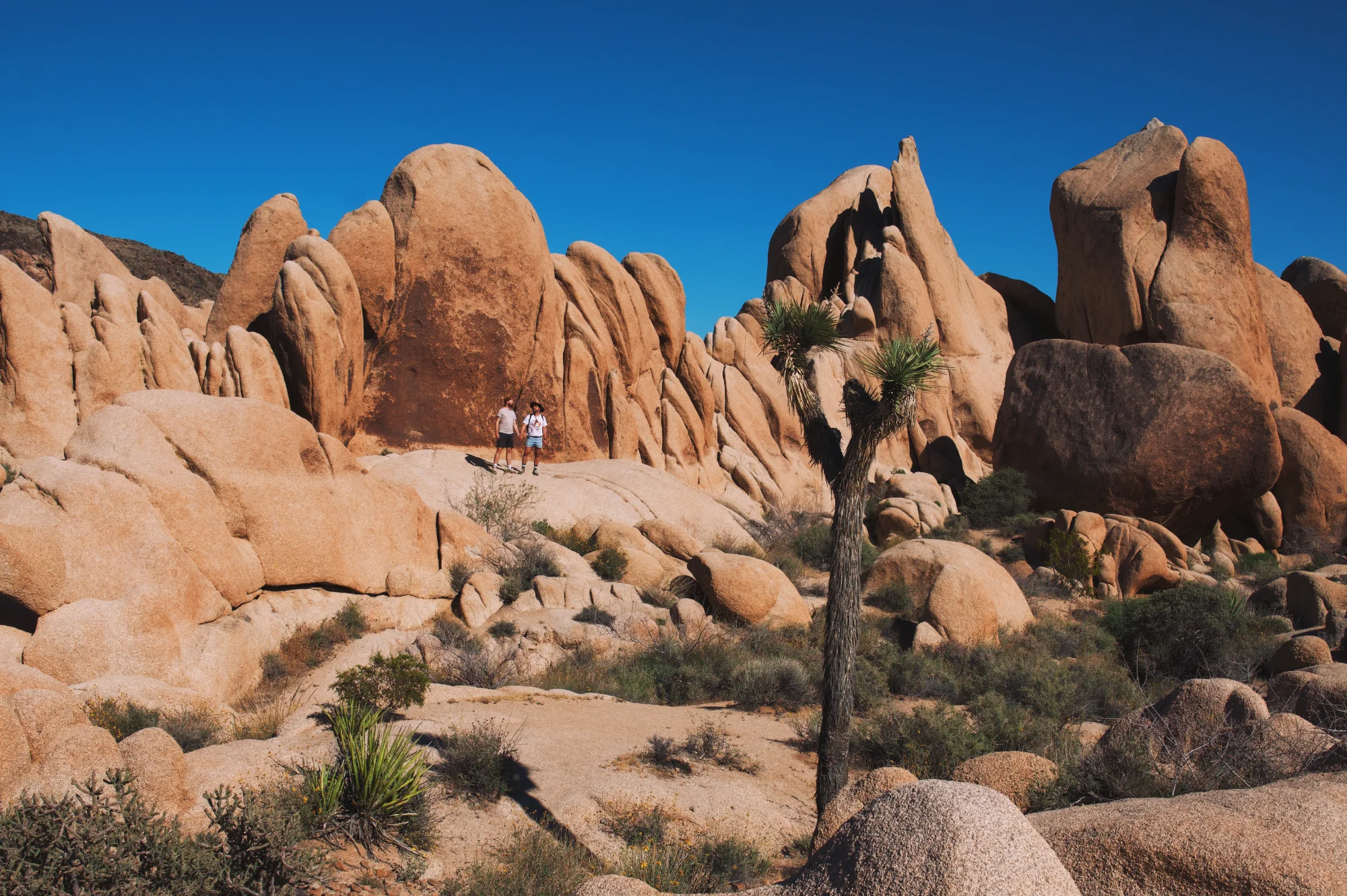 A Couple of Men at Joshua Tree Park, California © Coupleofmen.com