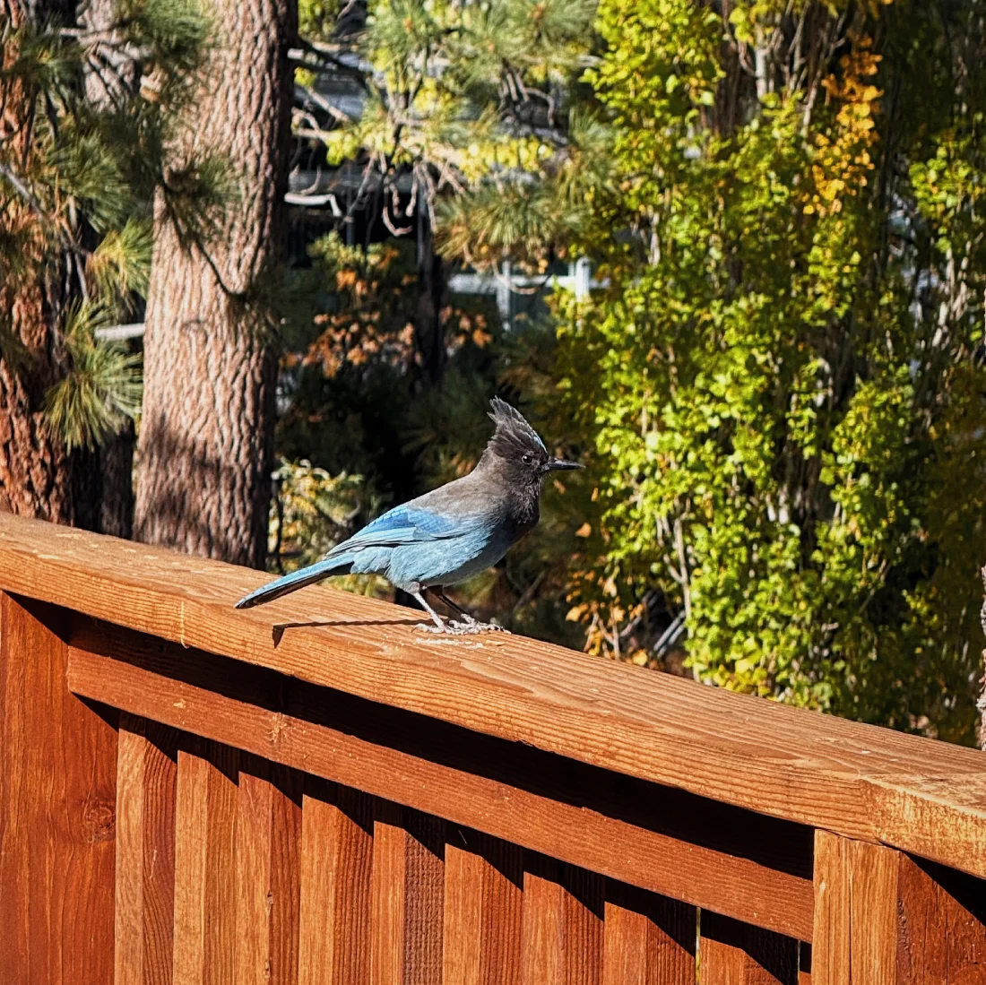 Besuch eines Steller’s Jays auf unserer Terrasse © Coupleofmen.com