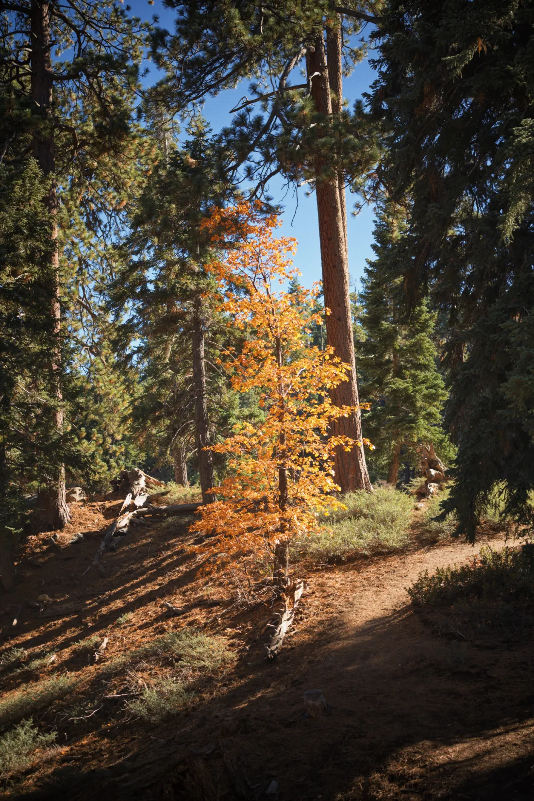 Tiefe Verbundenheit mit der Natur Kaliforniens © Coupleofmen.com